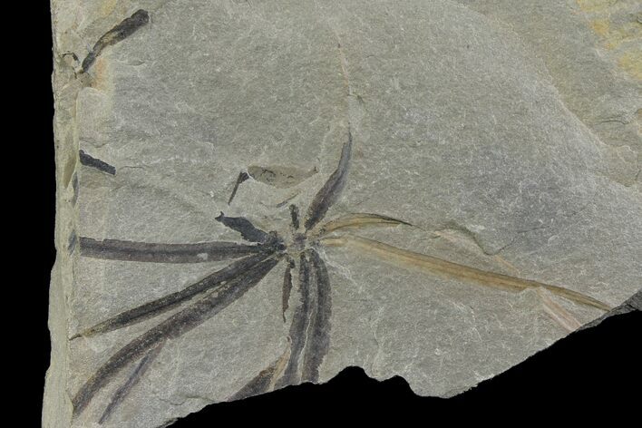Pennsylvanian Fossil Horsetail (Annularia) Plate - Kentucky #142415
